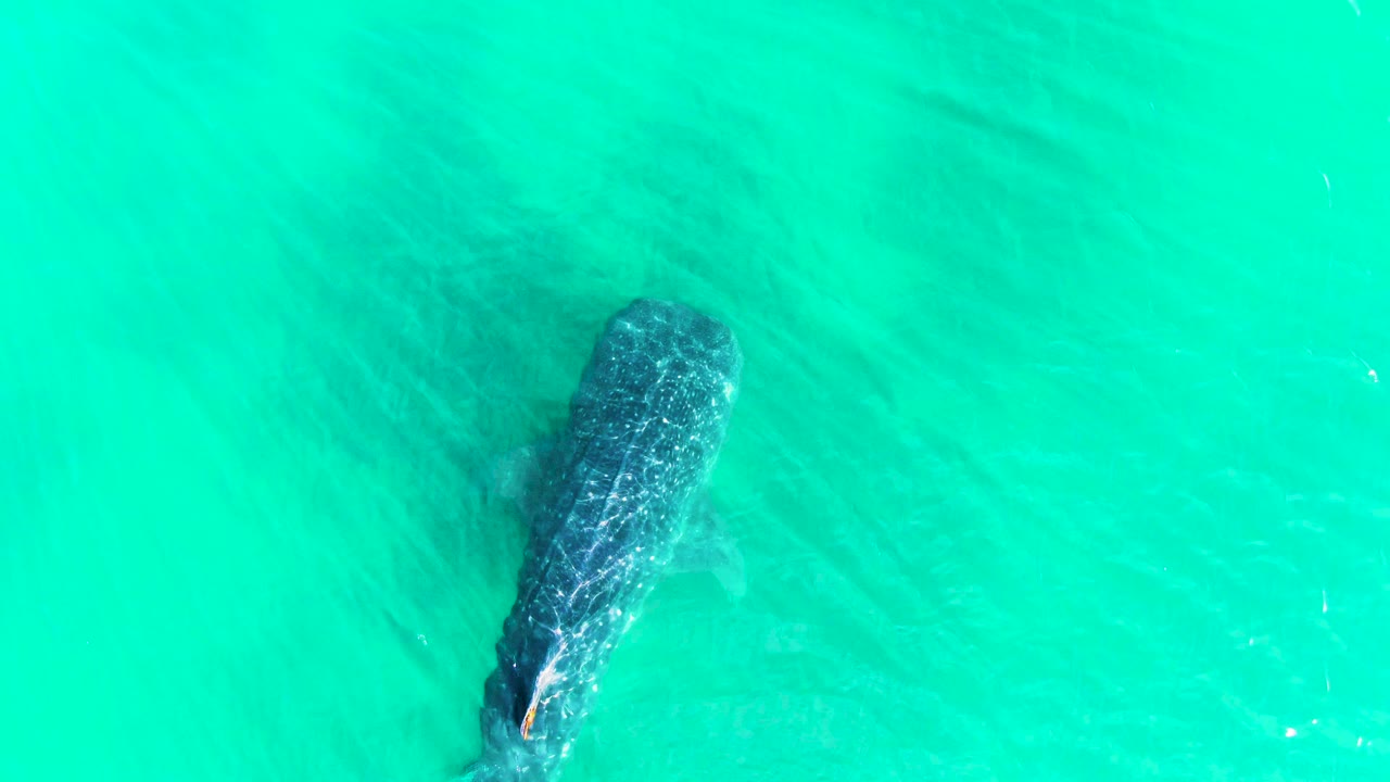 Overhead frame of the whale shark more centered in bright turquoise water at Bahia De Los Angeles, Mexico, with its spotted back visible and no visible people.