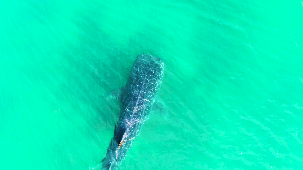 The whale shark appears farther right in the overhead frame at Bahia De Los Angeles, Mexico, with rippled turquoise water crossing its back and no visible people.
