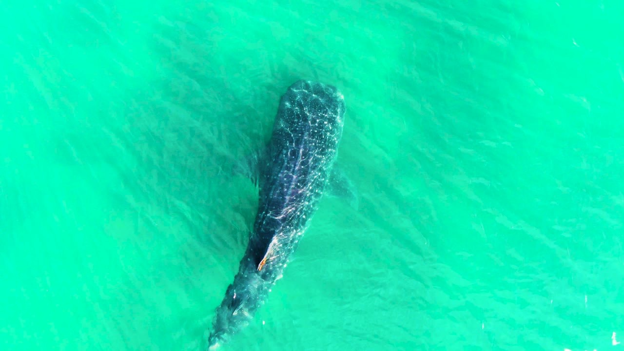 Whale shark lower in frame beneath turquoise sea.