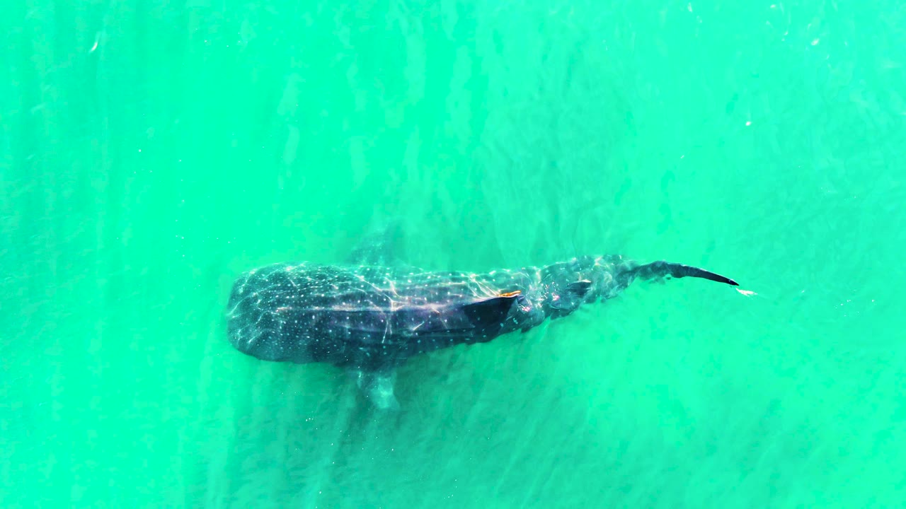 At 0:00, a whale shark swims left to right through turquoise water in Bahia De Los Angeles, Mexico, with its broad head and tapered tail visible and no visible people.