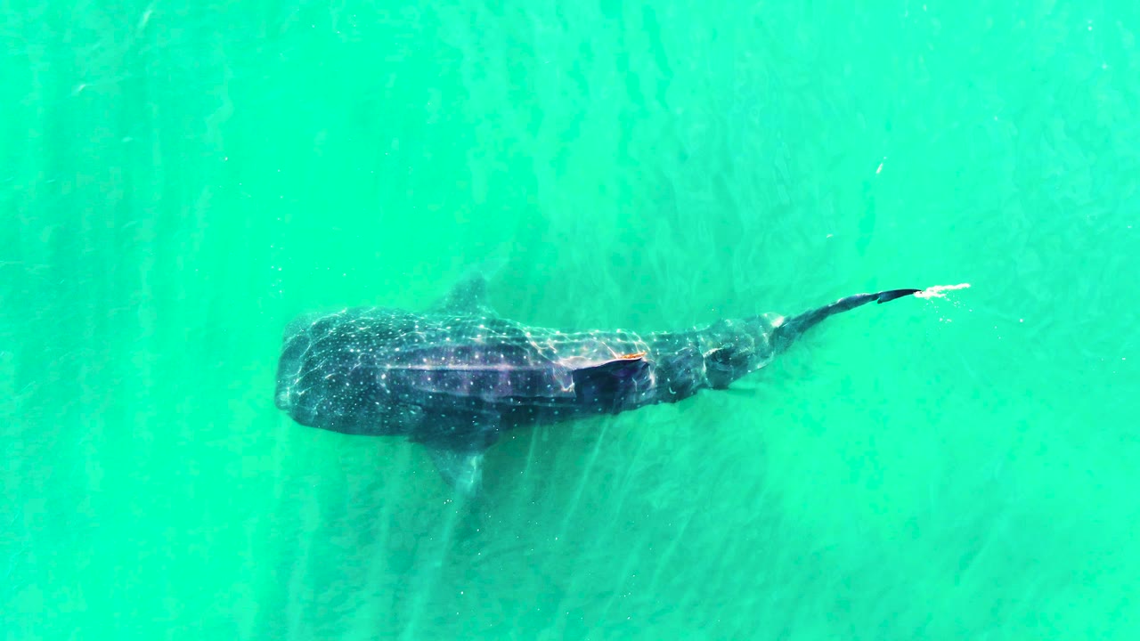 At 0:01, the whale shark remains centered below rippled turquoise water in Bahia De Los Angeles, Mexico, with the tail extending farther right and no visible people.