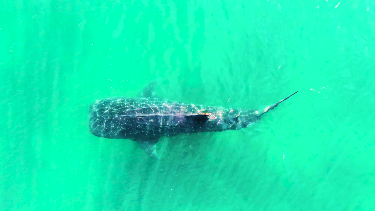 At 0:02, the whale shark appears slightly higher in the frame in Bahia De Los Angeles, Mexico, with green-blue water surrounding the body and no visible people.