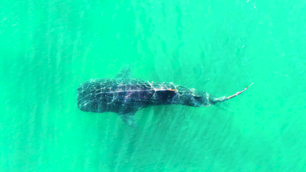 Whale shark crossing clear turquoise water from above