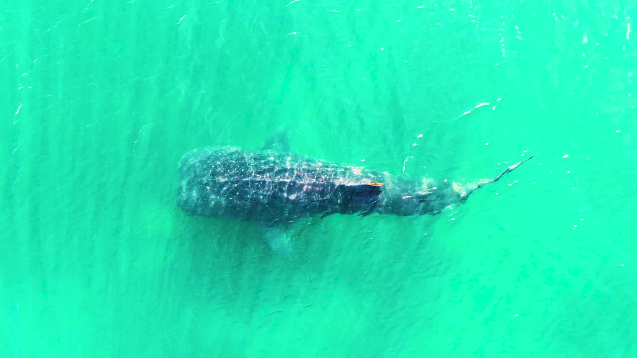Overhead view of a whale shark near the left side of turquoise water in Bahia De Los Angeles, Mexico, with surface ripples and no visible people.
