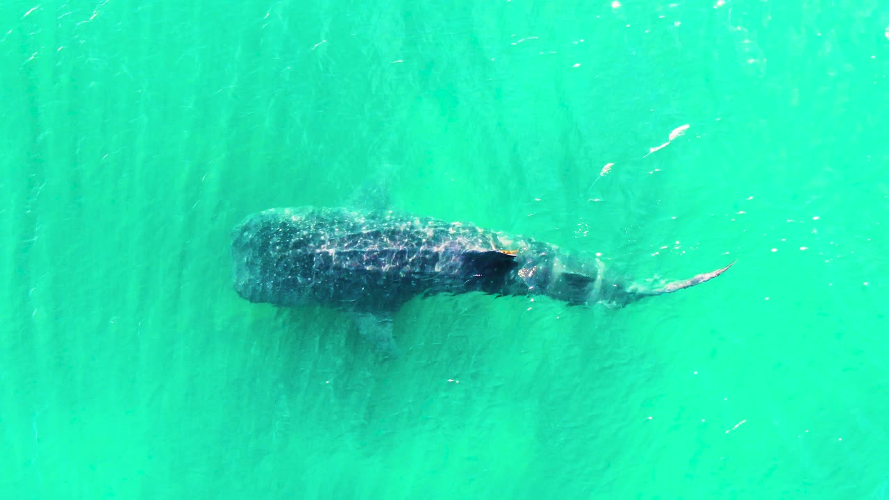 The whale shark remains below bright turquoise water in Bahia De Los Angeles, Mexico, with its broad body and tail visible from an overhead angle and no visible people.