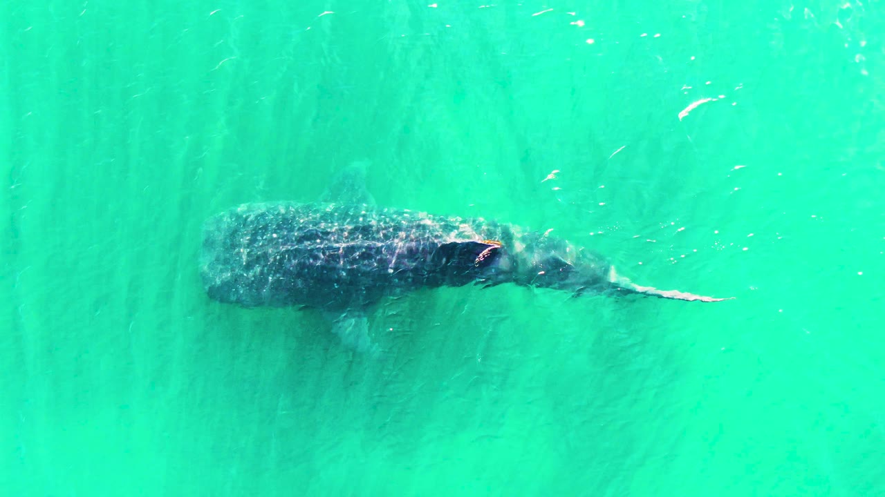 A whale shark stretches across the frame under turquoise ocean water in Bahia De Los Angeles, Mexico, with the tail trailing to the right and no visible people.