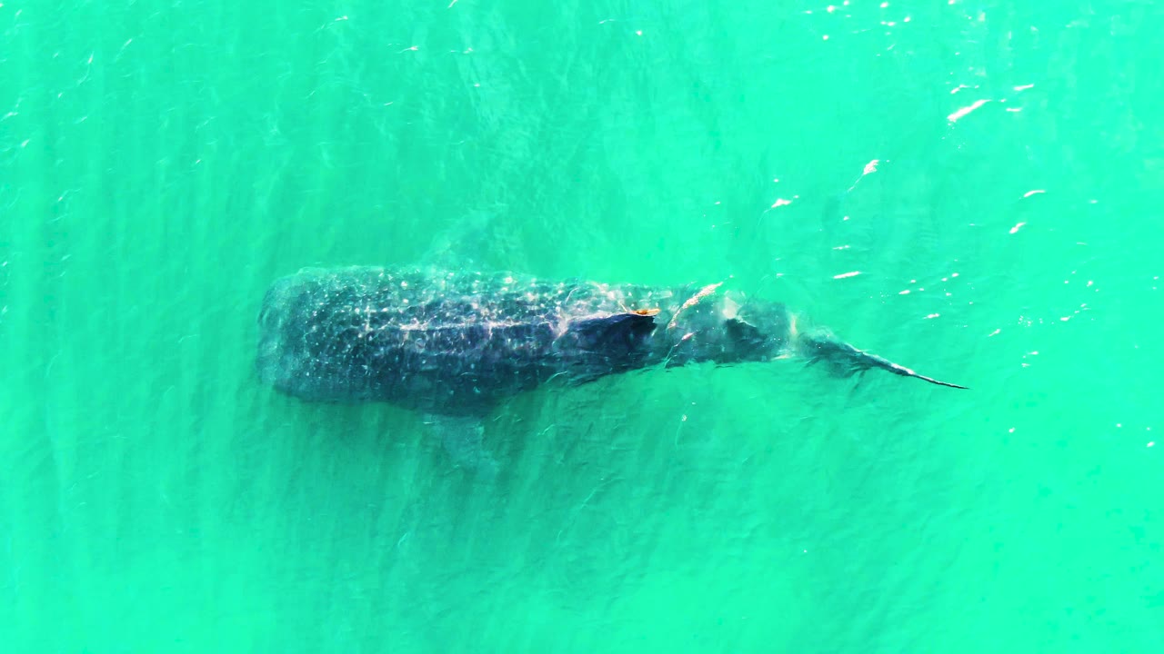Whale shark under rippled turquoise ocean surface