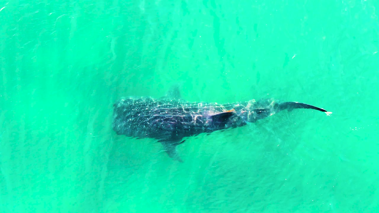 Whale shark swimming under clear turquoise water
