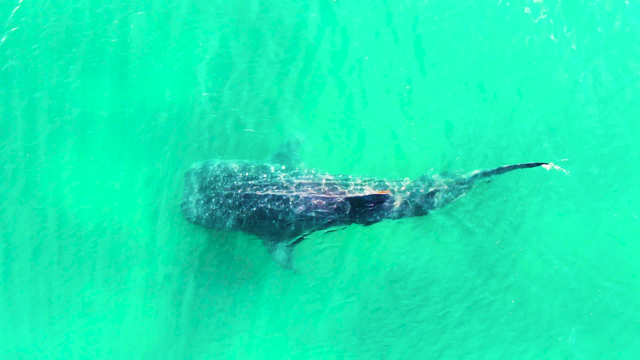 The whale shark glides farther across the overhead frame in bright turquoise water at Bahia De Los Angeles, Mexico, with its tail extended and no visible people.