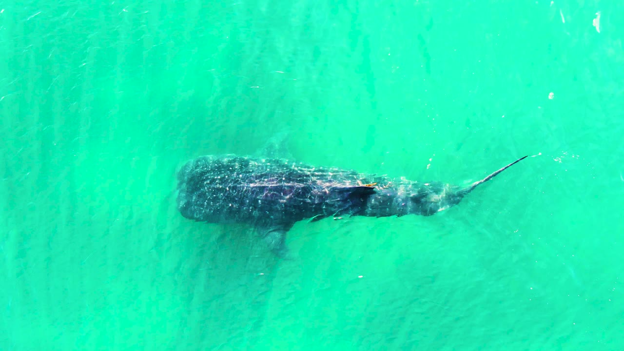 A whale shark remains centered beneath clear green-blue water at Bahia De Los Angeles, Mexico, with the body angled horizontally and no visible people.