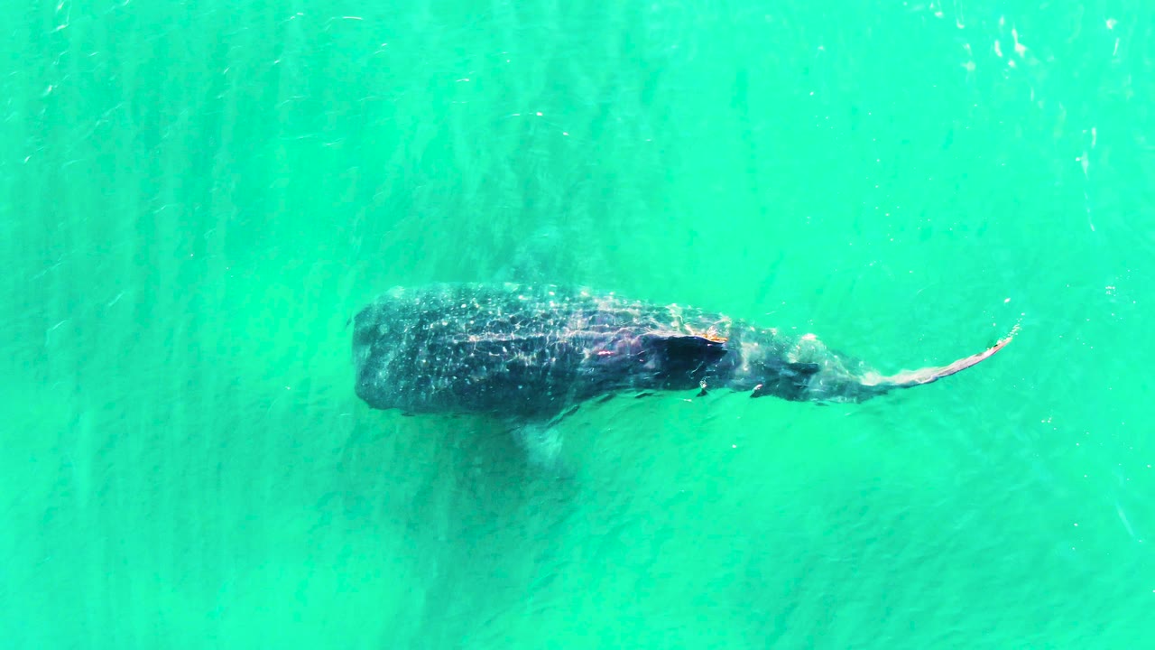 The whale shark appears lower in the overhead frame at Bahia De Los Angeles, Mexico, with its tail curving through the turquoise water and no visible people.