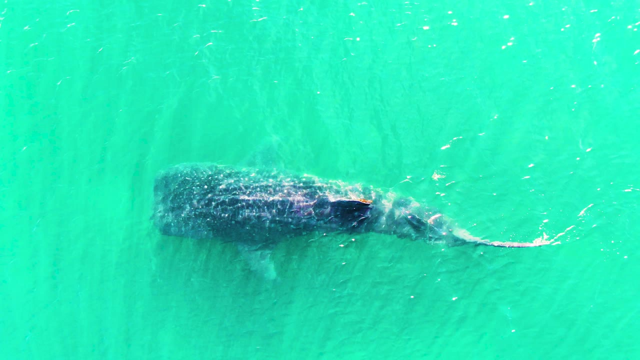 Overhead view of a whale shark swimming beneath turquoise water in Bahia De Los Angeles, Mexico, with its tail trailing right and no visible people.