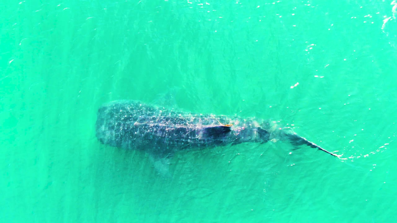 The whale shark remains below the bright turquoise surface in Bahia De Los Angeles, Mexico, with its tail curved farther to the right and no visible people.