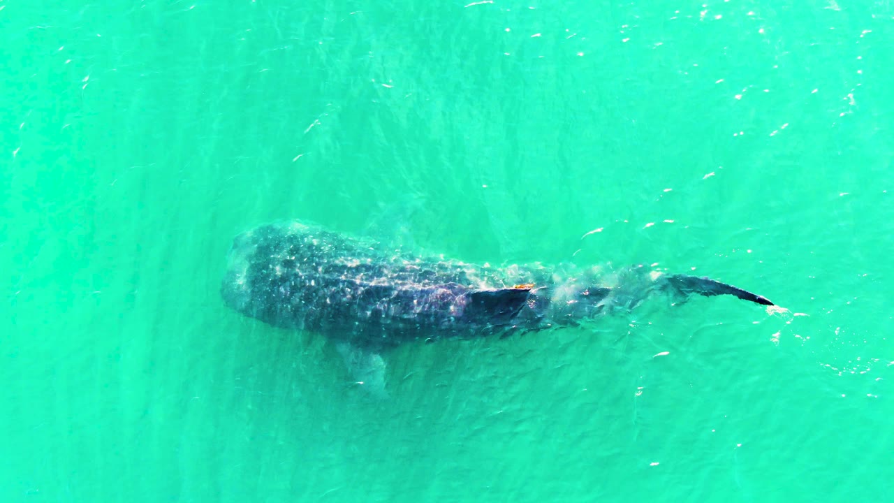 A top-down frame shows the whale shark's spotted back and extended tail under turquoise water in Bahia De Los Angeles, Mexico, with no visible people.