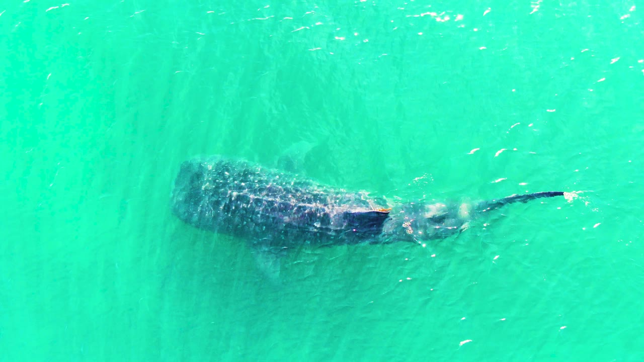 Whale shark turning tail through turquoise water