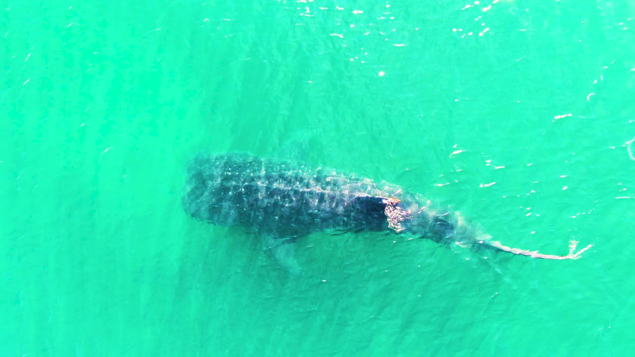 A whale shark appears just below the clear turquoise water surface in Bahia De Los Angeles, with its body angled across the left side and no visible people.