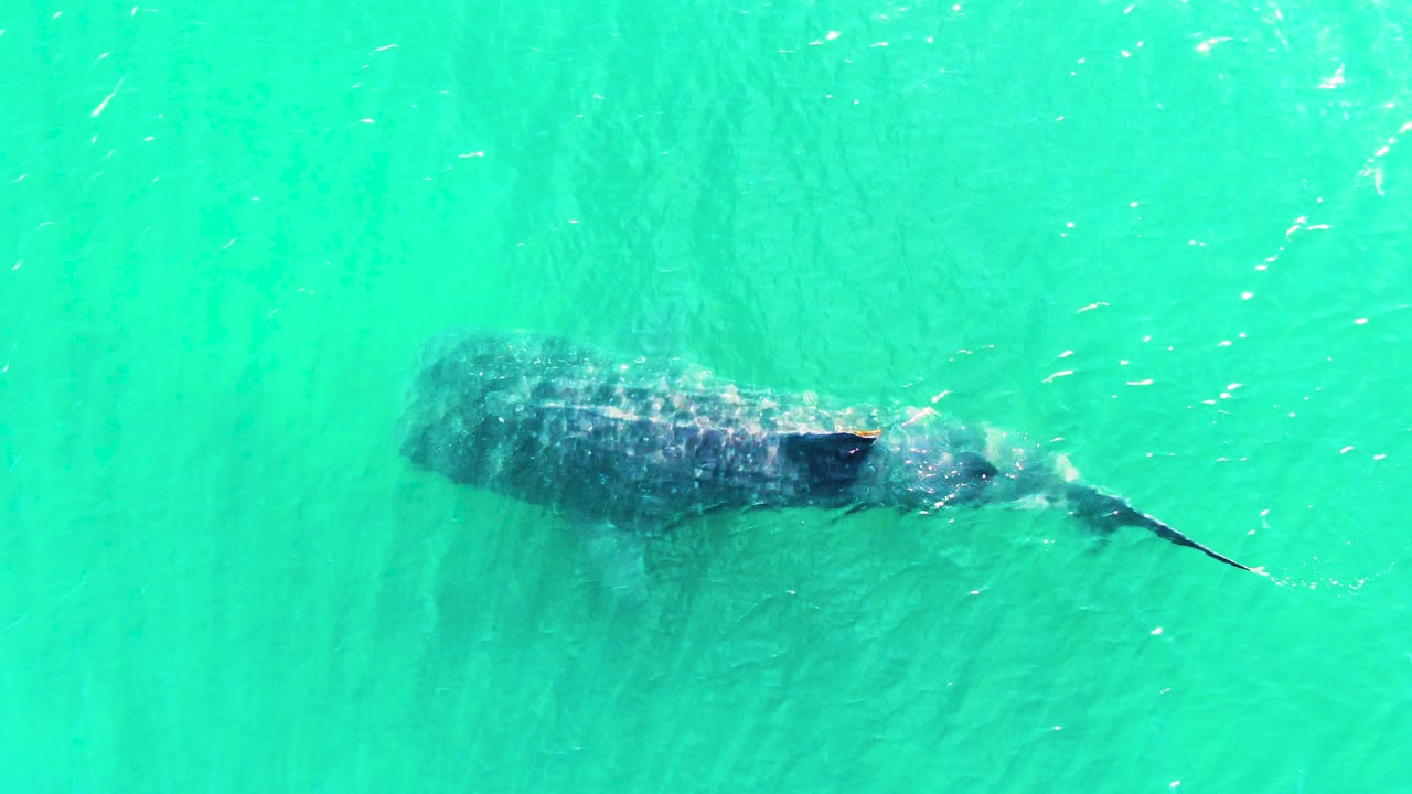 The whale shark holds a central overhead position in Bahia De Los Angeles water, with its patterned back softened by surface shimmer and no visible people.