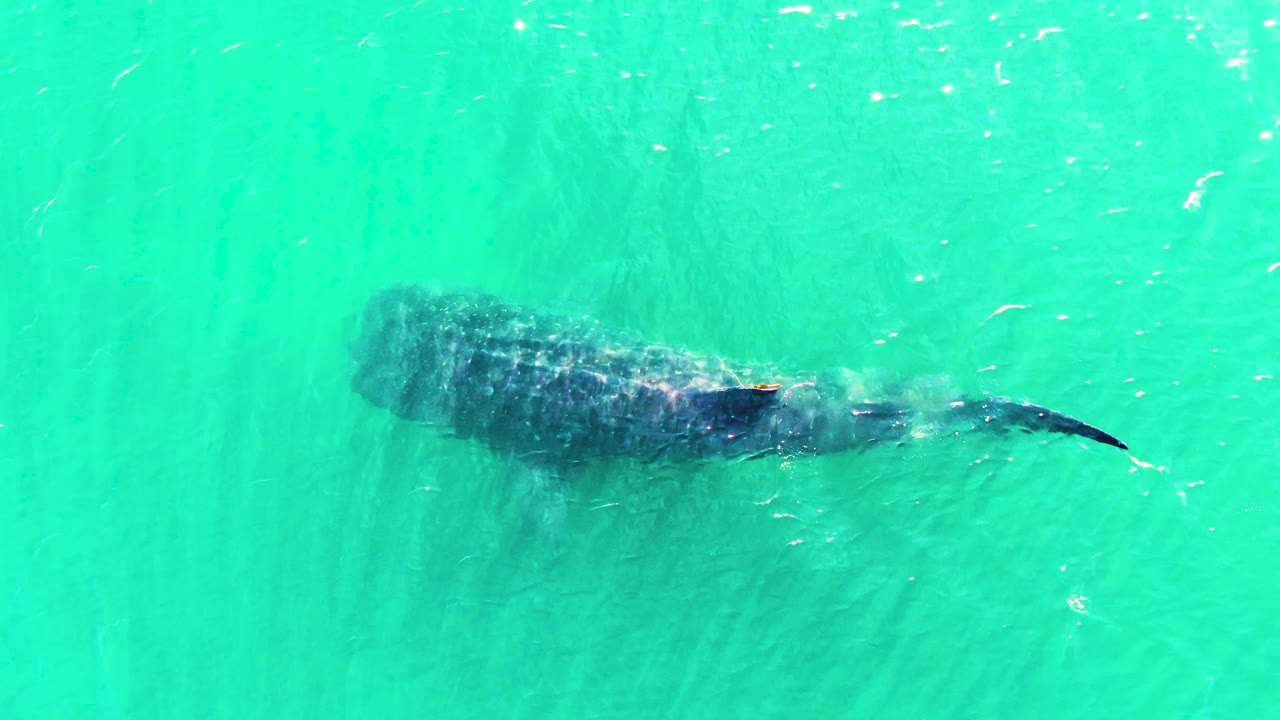 The whale shark continues across the turquoise water in Bahia De Los Angeles, with the tail extended farther to the right and no visible people.