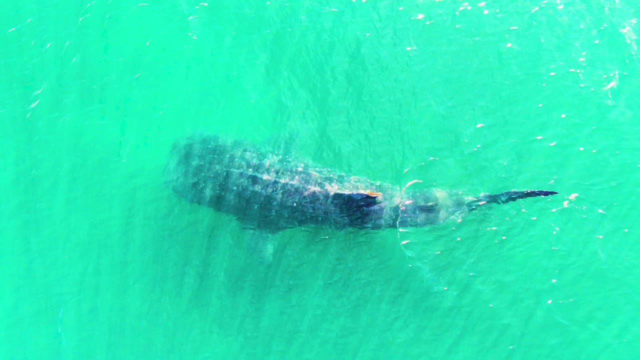 Whale shark swimming below bright water surface