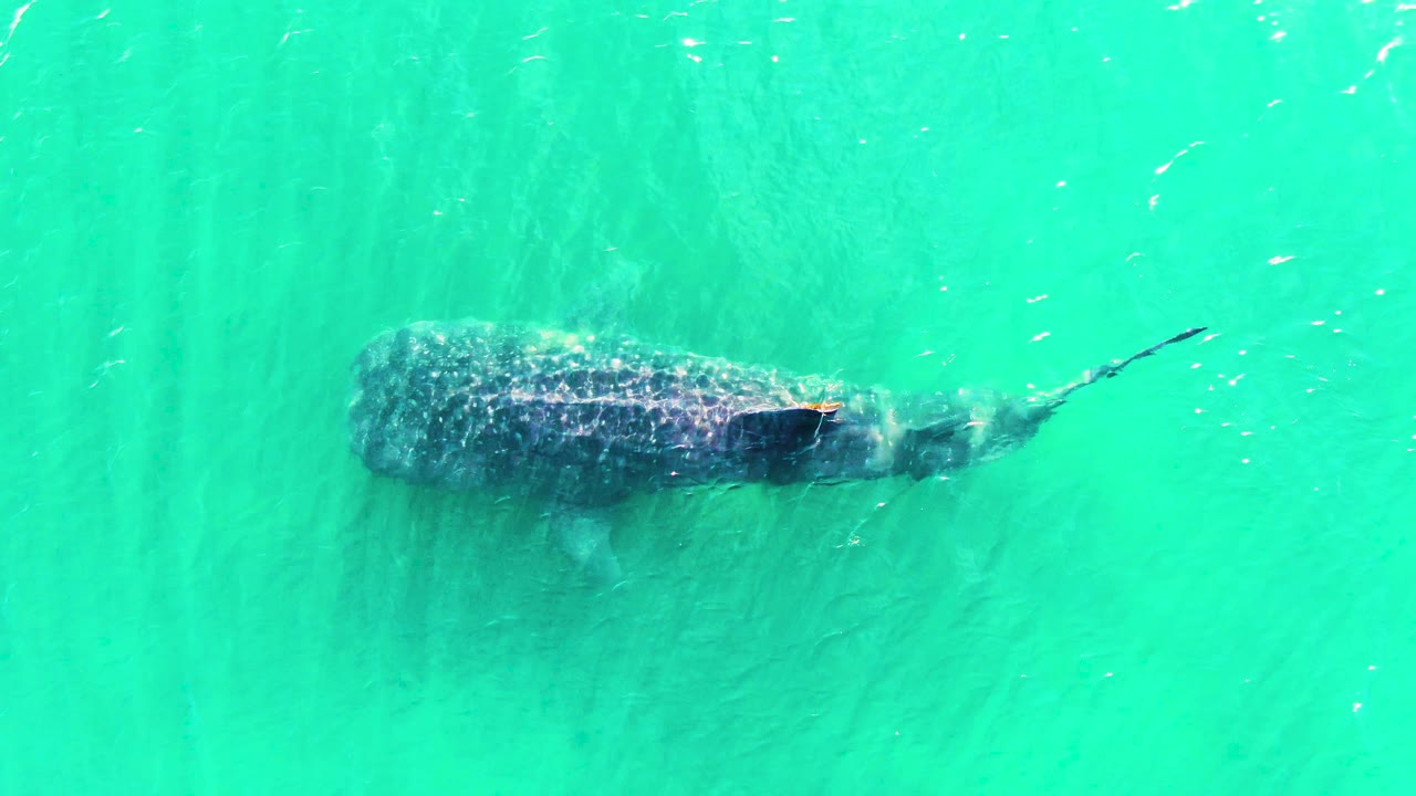 Top-down view of a whale shark just below turquoise water in Bahia De Los Angeles, with its spotted back and tail visible and no visible people.