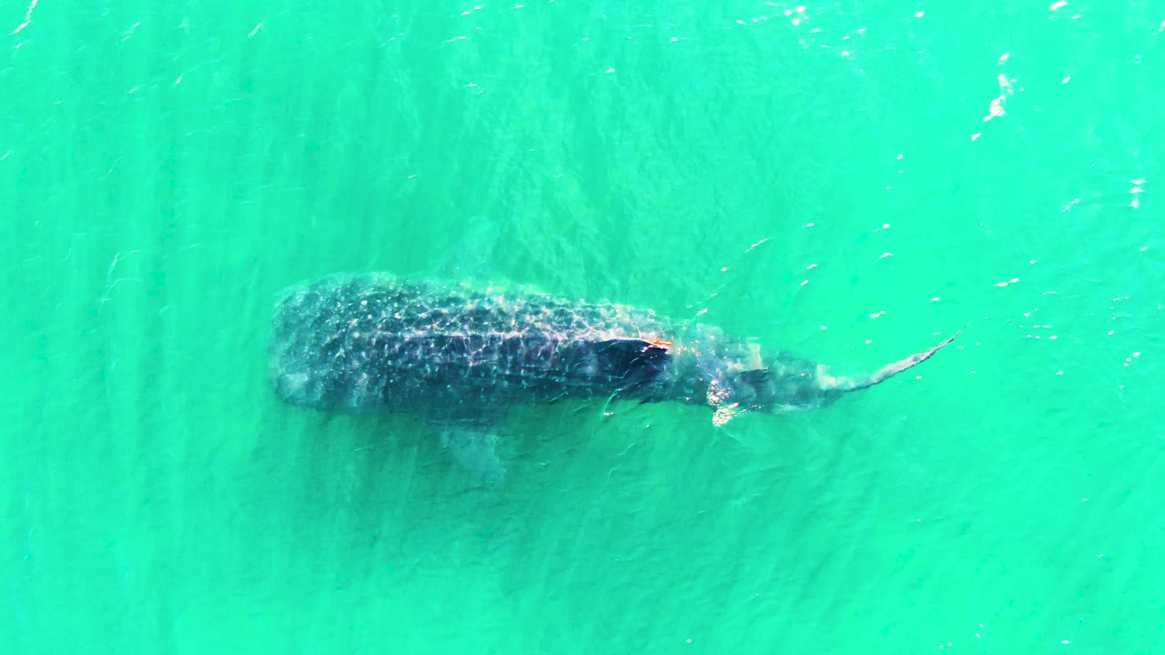 A whale shark continues under the clear turquoise surface in Bahia De Los Angeles, with the body shadowed by water texture and the tail angled right, no visible people.