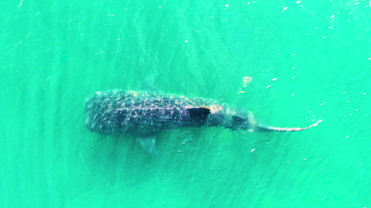 Overhead frame of the whale shark in Bahia De Los Angeles with its head and spotted back visible through bright turquoise water, tail extending to the right, and no visible people.