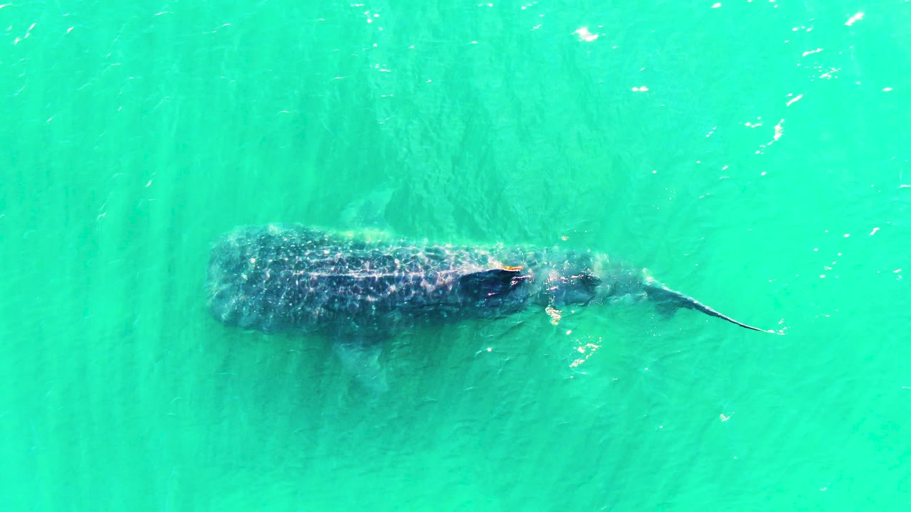 Whale shark body and tail under rippled turquoise water