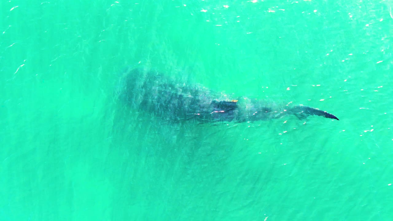 Whale shark beneath turquoise water near the upper left of frame.