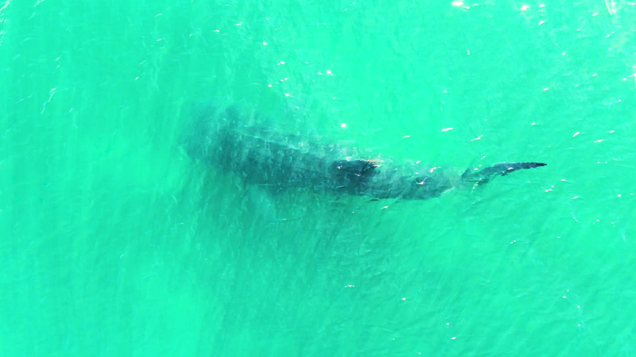 The whale shark sits slightly farther across the frame under bright turquoise water at Bahia De Los Angeles, Mexico, with its tail trailing through surface texture and no visible people.
