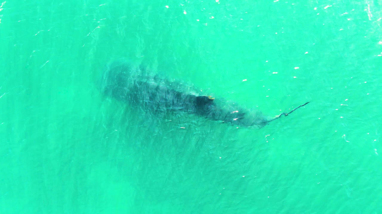 A whale shark remains just below the surface in Bahia De Los Angeles, Mexico, its tail angled to the right through pale turquoise water and no visible people.