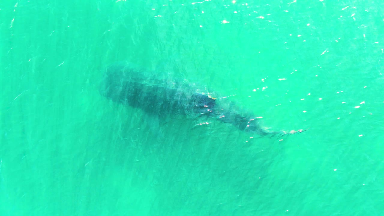From overhead, the whale shark appears darker beneath rippled turquoise water in Bahia De Los Angeles, Mexico, with the body partly softened by surface distortion and no visible people.
