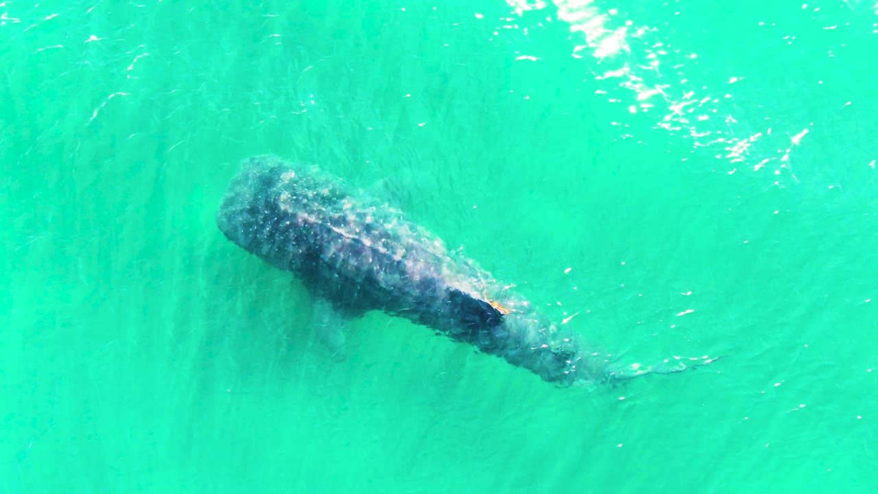 A whale shark is seen from above in Bahia De Los Angeles, Baja California Sur, moving under bright turquoise water with no visible people.
