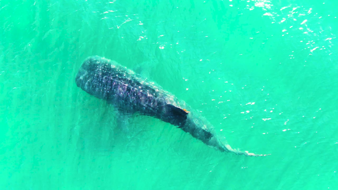 The whale shark remains near the center of the aerial frame in Bahia De Los Angeles, with its spotted body visible through clear blue-green water and no visible people.