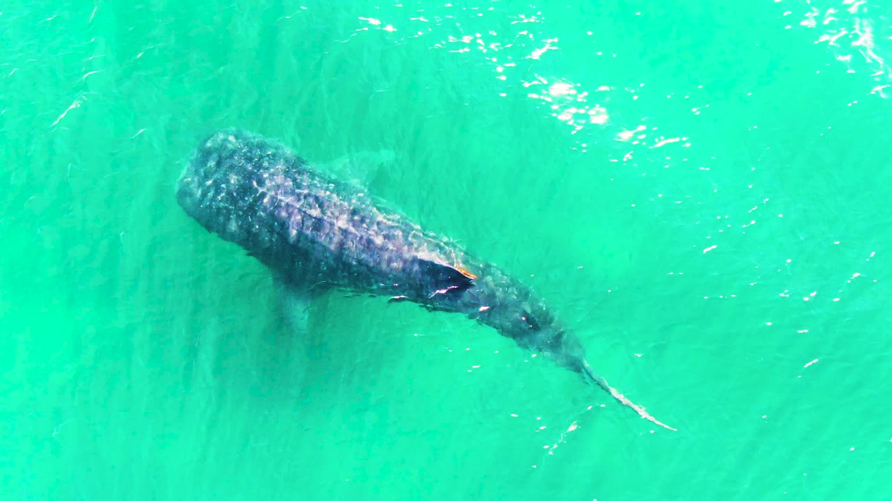 A whale shark glides under turquoise water in Bahia De Los Angeles, with the tail extended farther to the right and no visible people or vessels.