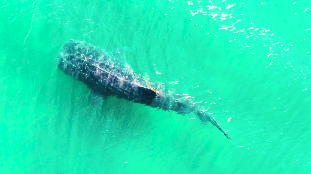 Whale shark near surface with tail wake