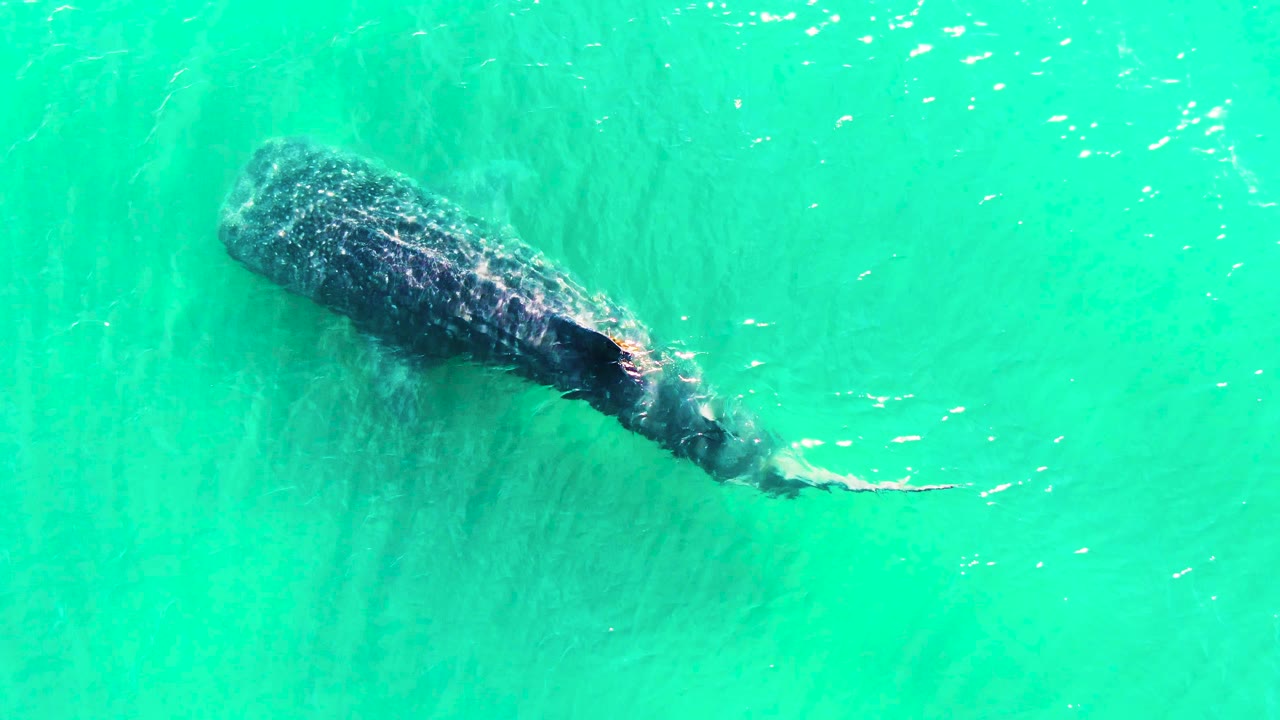 Whale shark swimming under turquoise water