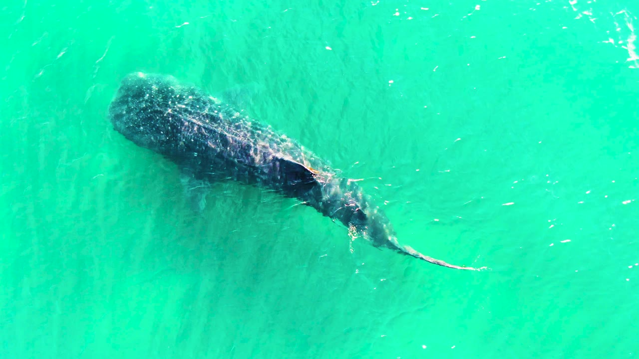 The whale shark continues through bright turquoise water with ripples and tiny fish marks around its head area, and no visible people.