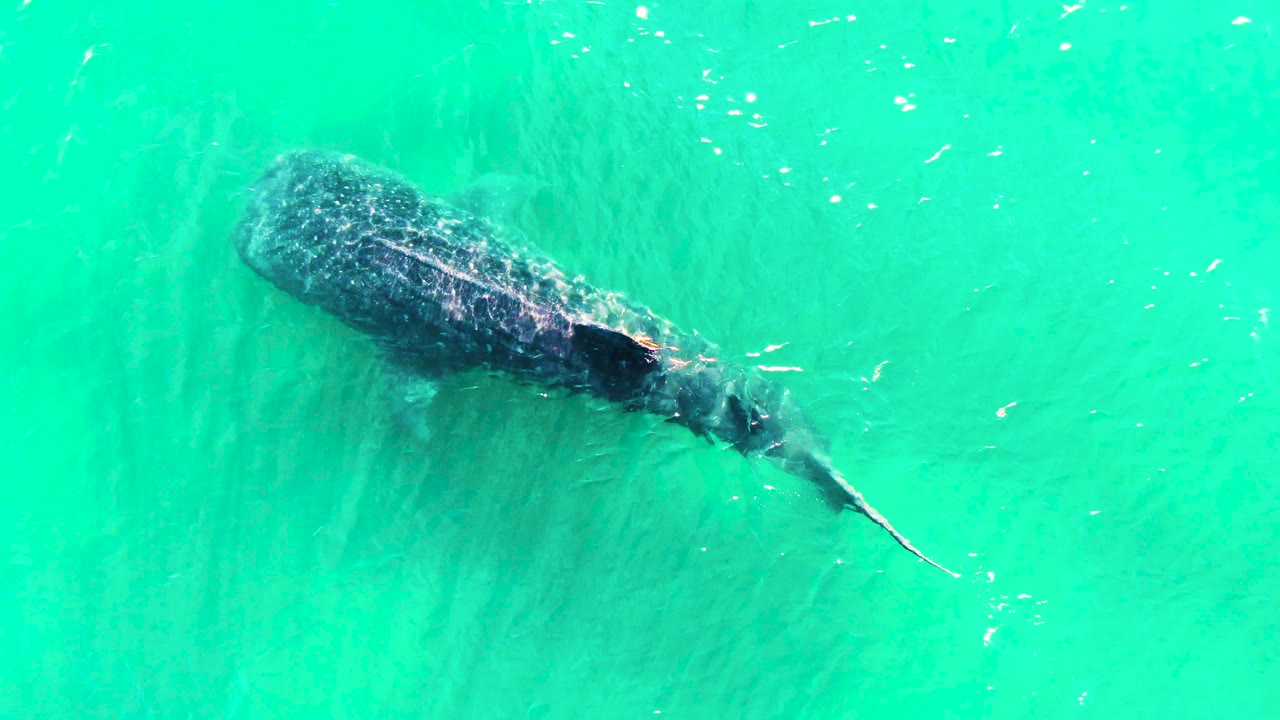 An overhead view shows the whale shark slightly farther across the turquoise surface, with faint water texture and no visible people.