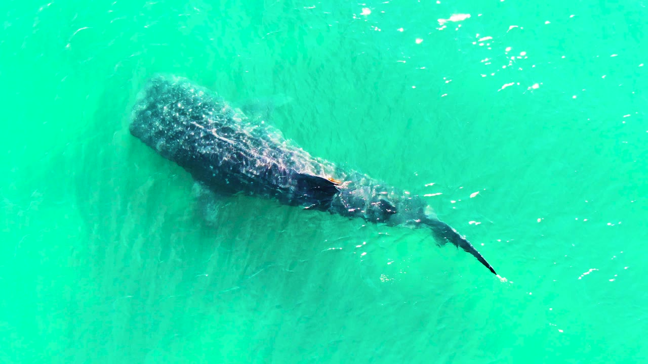 The whale shark glides below rippled turquoise water, its tail trailing toward the lower right, with no visible people or shoreline.