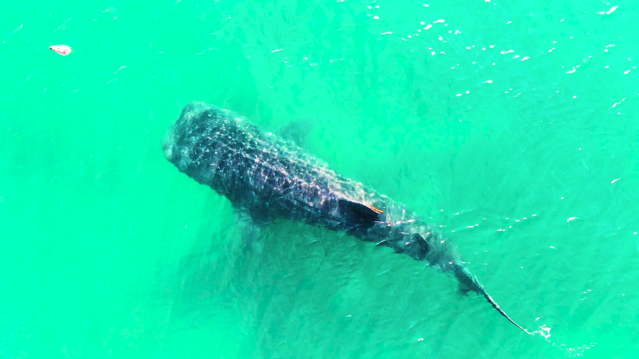 Overhead view of a whale shark near the left side of the frame in turquoise water at Bahia De Los Angeles, with surface ripples and no visible people.