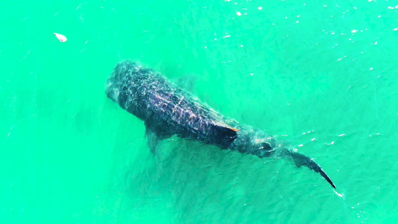 Whale shark gliding through clear turquoise water.