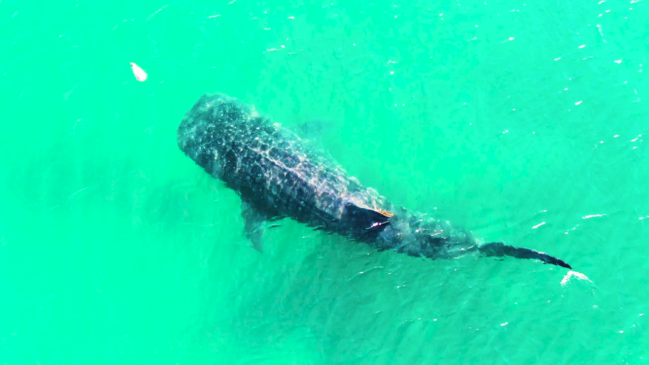 The whale shark continues across the frame in Bahia De Los Angeles water, with the tail extended to the right and small fish visible near the surface, no visible people.