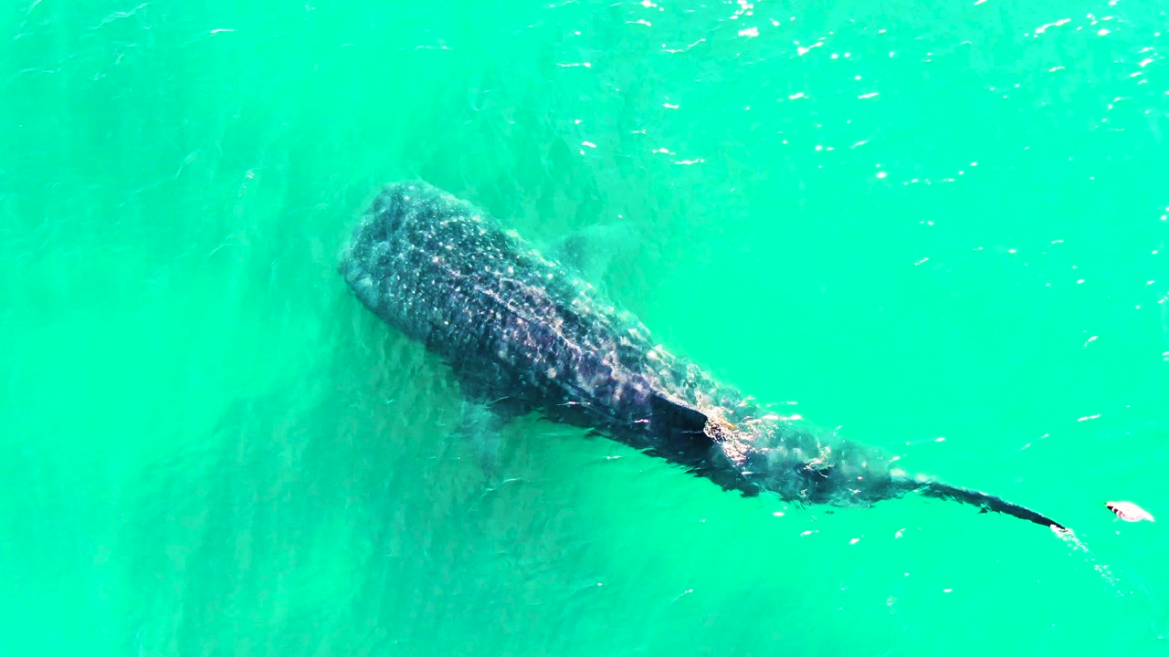 Whale shark swimming below turquoise water from above.