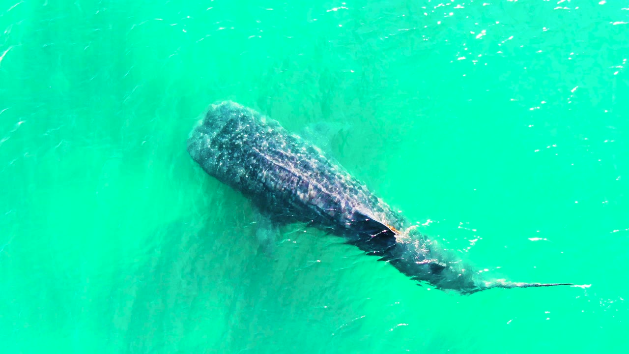 A whale shark remains centered under bright turquoise water in Bahia de los Angeles, with its tail trailing to the right and no visible people.