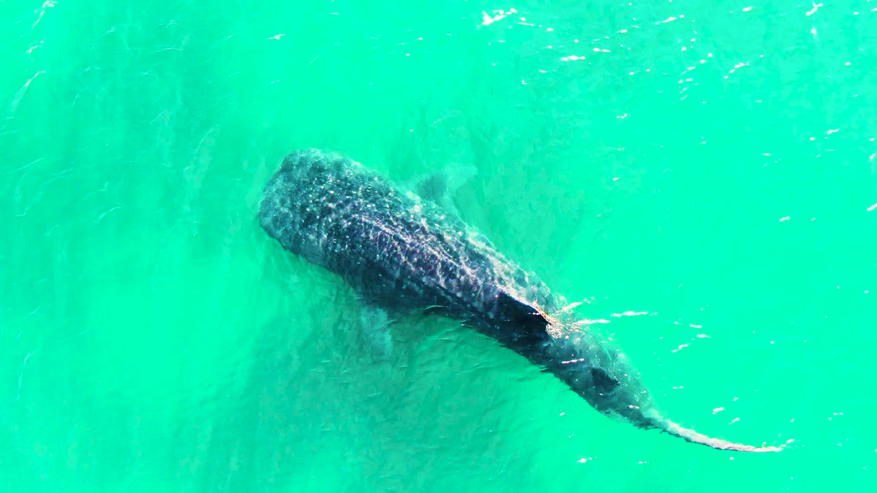 The whale shark appears slightly farther right under rippled turquoise water in Bahia de los Angeles, with scattered small fish and no visible people.