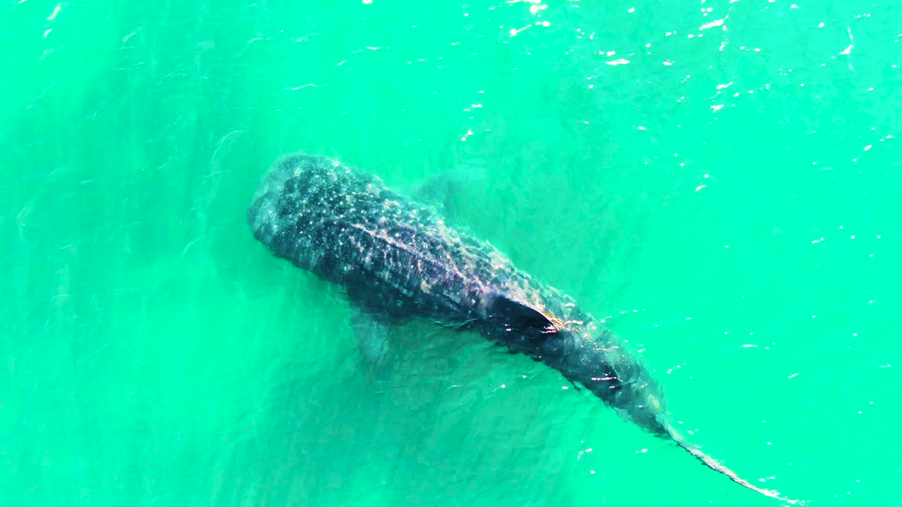 An overhead frame shows the whale shark's darker body and shadow beneath turquoise water in Bahia de los Angeles, with no visible people.