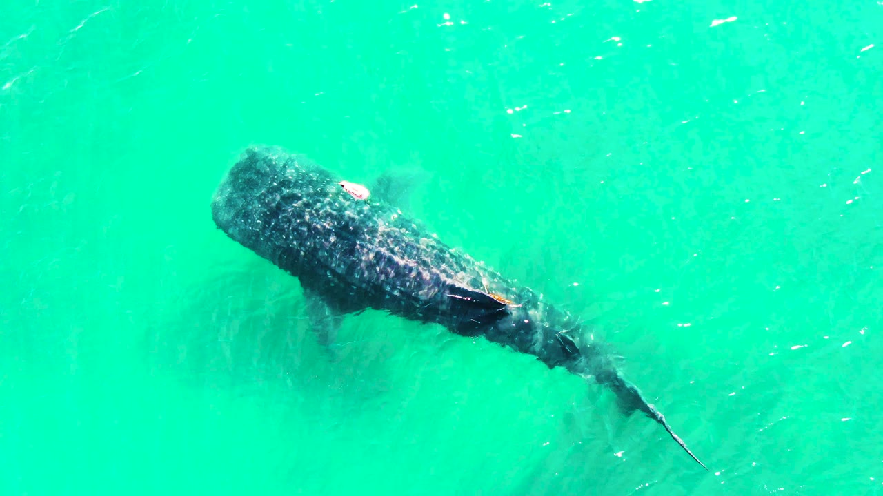 Overhead view of a whale shark angled across clear turquoise water in Bahia De Los Angeles, Mexico, with no visible people.