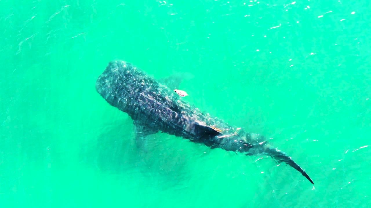 Whale shark seen from above with its broad head and spotted back visible in turquoise water at Bahia De Los Angeles, Mexico, with no visible people.