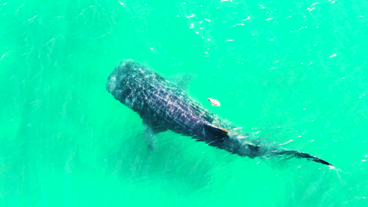 Overhead frame of the whale shark drifting farther right through bright turquoise water in Bahia De Los Angeles, Mexico, with no visible people.
