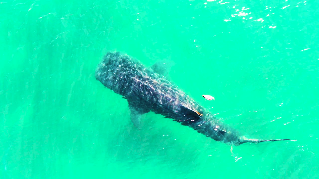Whale shark beneath calm turquoise ocean surface